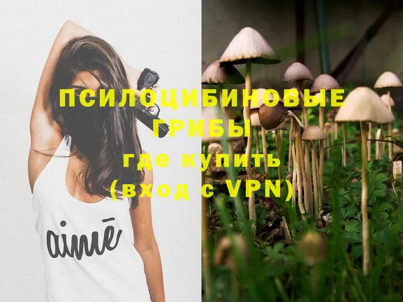 Галлюциногенные грибы Psilocybine cubensis  Игарка 